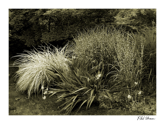 Grasses with Red Flowers, Media, PA